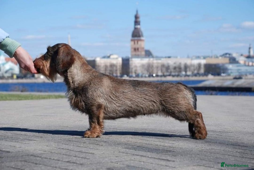 Dachshund dogs for stud: KC Registered Wirehaired Dachshund for Stud in Stoke-on-Trent - Image 6