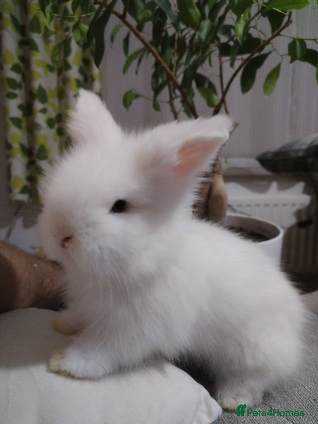 Lionhead rabbits for sale: Pure Breed Fluffy Double Mained LionHead Kits - Advert 1