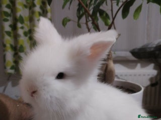 Lionhead rabbits Pure Breed Fluffy Double Mained LionHead Kits - Advert 1