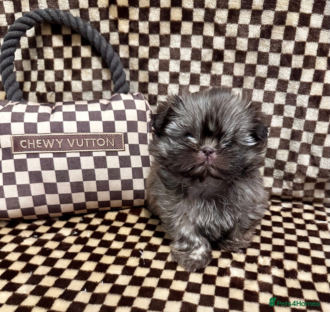 Shih Tzu dogs for sale: Scrumptious Chocolate American Imperial Shih Tzu - Advert 3