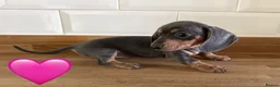 Miniature Dachshund dogs for sale: Beautiful Dapples 5 Star Licensed 5 Star reviews  - Advert 6