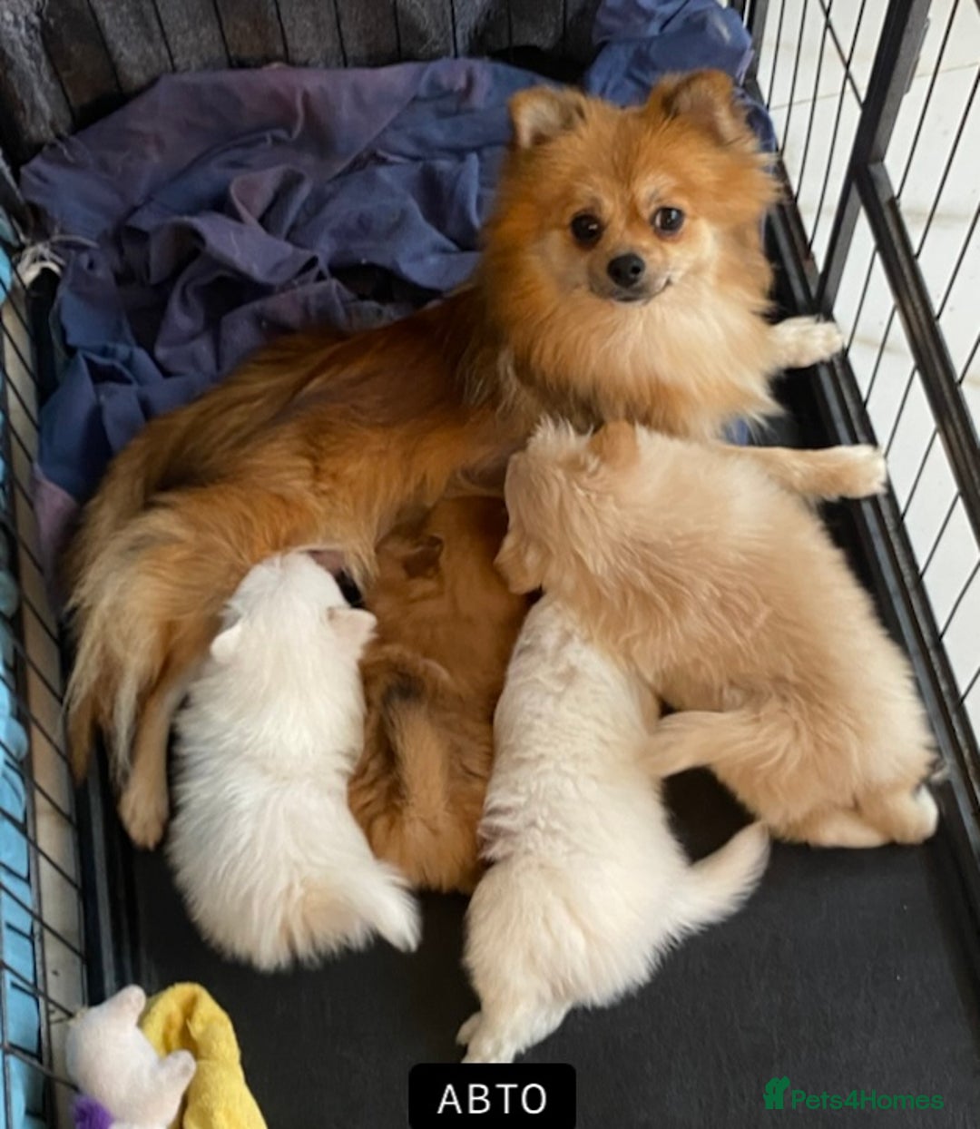 Pomeranian dogs for sale: Pomeranian puppies ready to go… - Advert 6