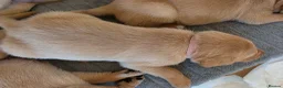 Labrador Retriever dogs for sale: Lab puppies B&G in Great Yarmouth - Advert 12