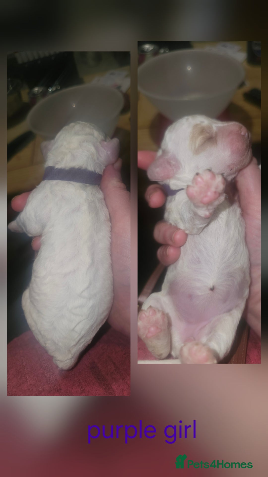 Cockapoo dogs for sale: Only two puppies left! Ready to go 9th December! - Advert 12