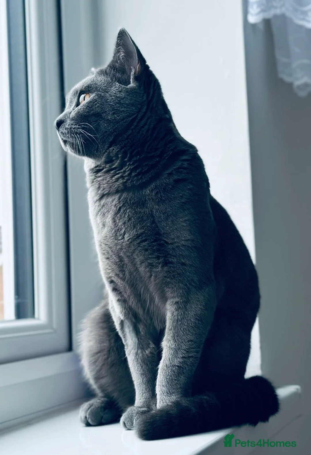 British Shorthair cats for sale: Blue British Shorthair Male, 8 Months – £1,200 - Advert 4