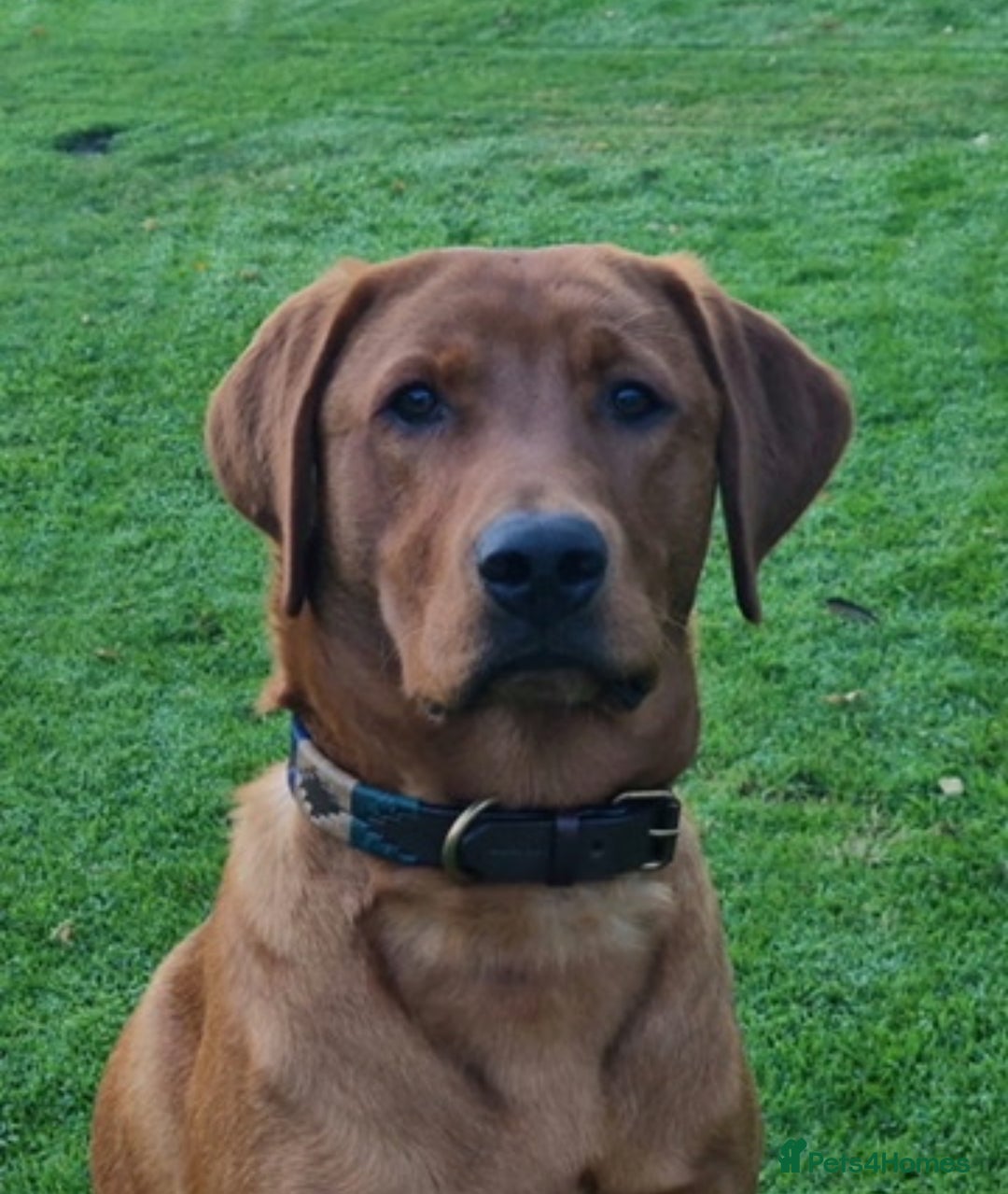 Labrador Retriever dogs for sale: KC Reg Fox Red Labrador Puppies Health Tested - Advert 10