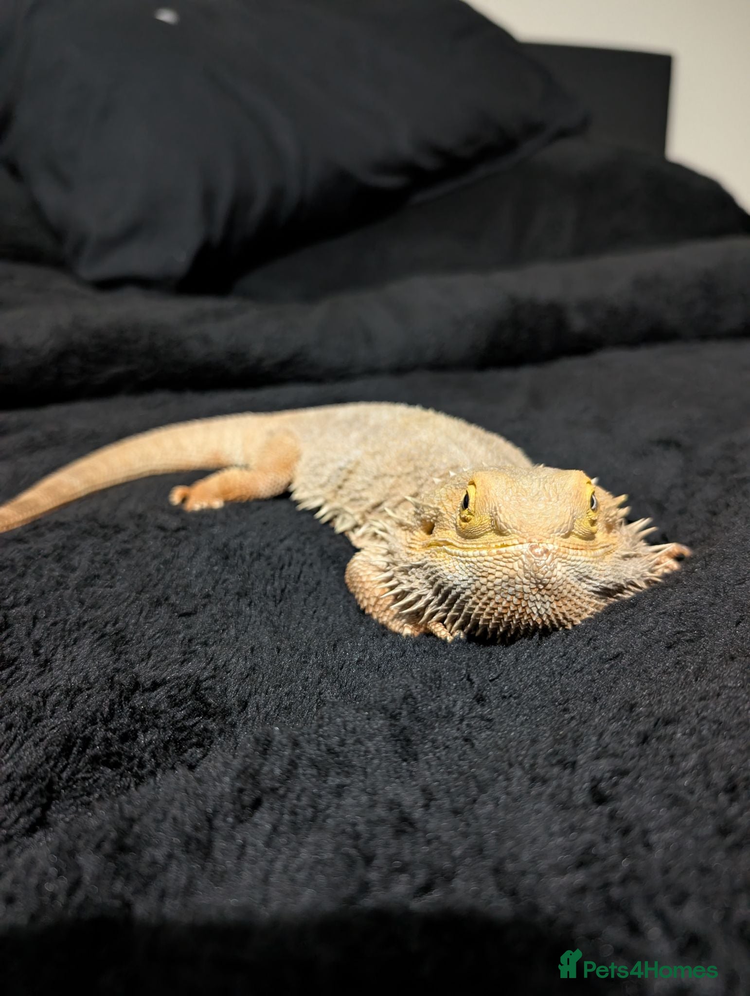 Bearded Dragon reptiles Rehoming my 11 year old bearded dragon  - Advert 1