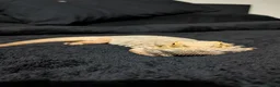 Bearded Dragon reptiles for sale: Rehoming my 11 year old bearded dragon  in Cardiff - Advert 1