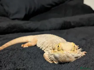 Bearded Dragon reptiles Rehoming my 11 year old bearded dragon - Advert 1