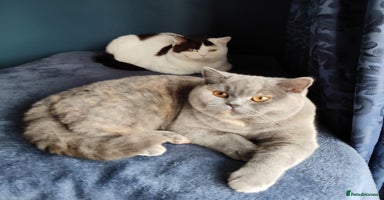 British Shorthair cats  GCCF CH lines. Beautiful BSH odd eyes boy & girl. - Advert 7
