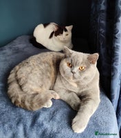 British Shorthair cats GCCF CH lines. Beautiful BSH odd eyes boy & girl. - Advert 3