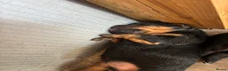 Patterdale Terrier dogs for sale: 🔥🔥ROSIE & BOBS LITTER🔥🔥 in Liverpool - Advert 15