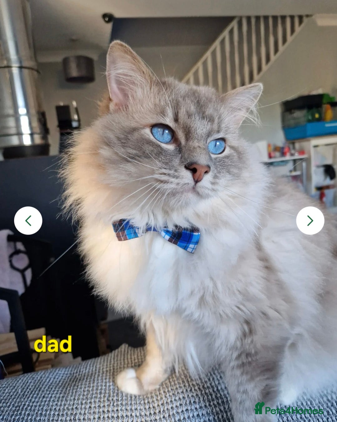 Ragdoll cats for sale:  🐾✨ Ragdoll Kittens! ✨🐾  - Image 10