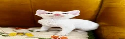 Devon Rex cats for sale: Exceptional FIFe Devon Rex Kittens 2 left only  - Advert 9