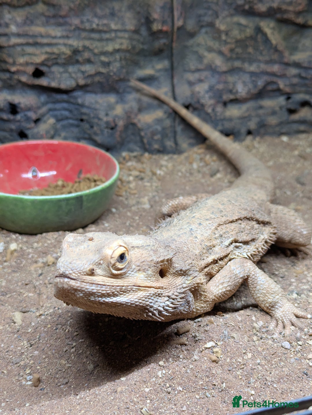 Bearded Dragon reptiles for sale: 6 bearded dragons with full set up - Advert 1