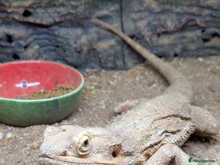 Bearded Dragon reptiles 6 bearded dragons with full set up - Advert 1