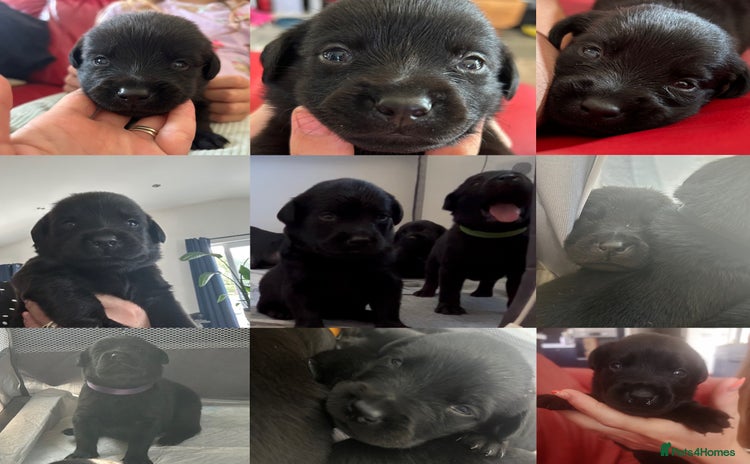 Mixed Breed dogs - Advert 1