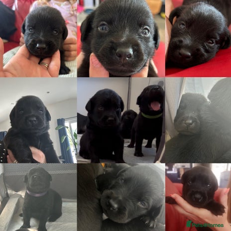 Mixed Breed dogs - Advert 2