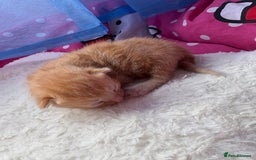 Mixed Breed cats for sale: Beautiful kittens - Image 5