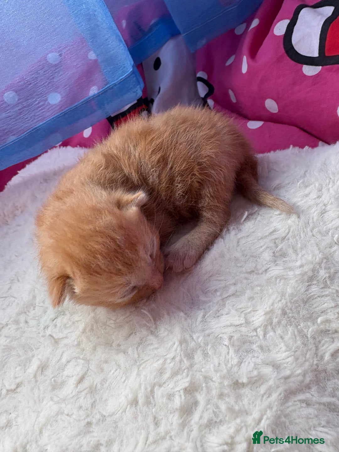 Mixed Breed cats for sale: Beautiful kittens - Image 5