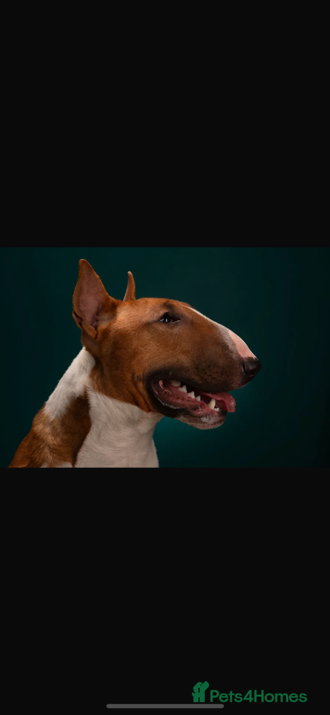 English Bull Terrier dogs for stud: Reggie  in Berwick-upon-Tweed - Advert 1