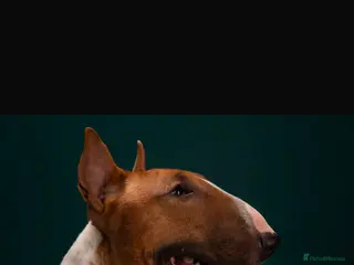 English Bull Terrier dogs Reggie - Advert 3