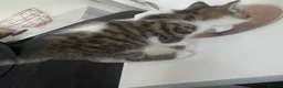 Mixed Breed cats for sale: Gorgeous Male Tabby Kitten – Maine Coon Ancestry  - Advert 5