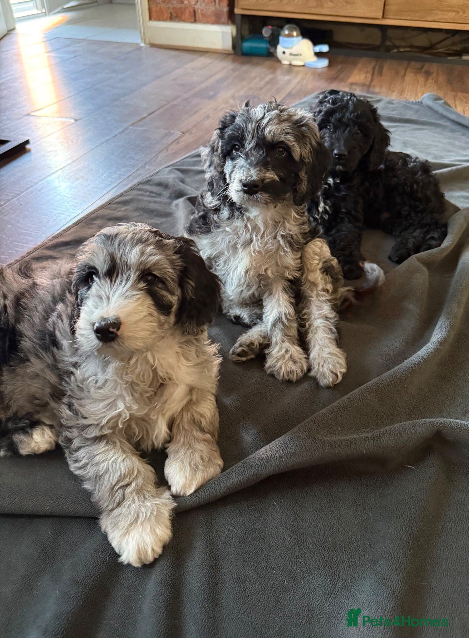 Australian Labradoodle dogs AUSTRALIAN LABRADOODLE  - Advert 11