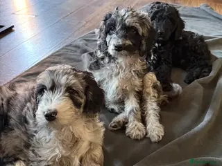 Australian Labradoodle dogs AUSTRALIAN LABRADOODLE - Advert 7