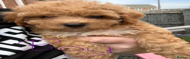 Maltipoo 4