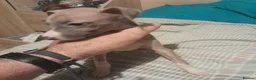 Mixed Breed dogs for sale: Whiggies. Whippet x Italuan greyhound - Advert 7