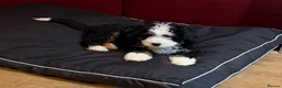 Bernedoodle dogs for sale: Beautiful Tri colour Bernedoodle boy - Advert 4