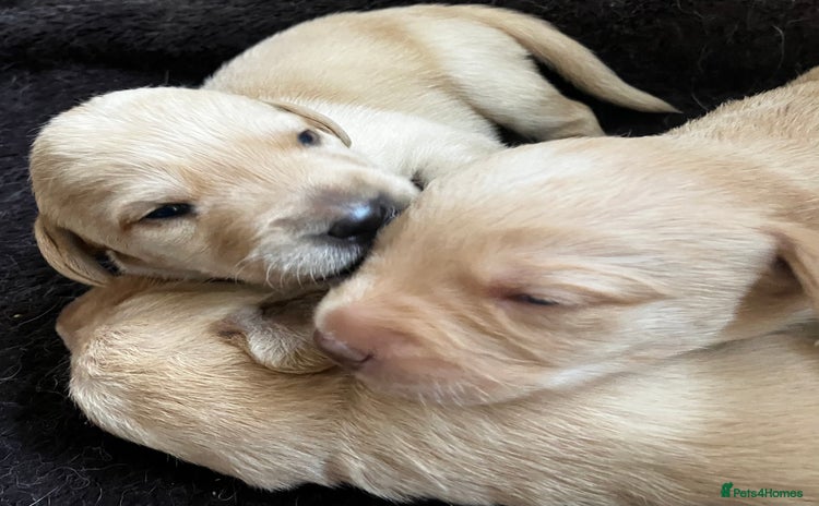 Labrador Retriever dogs - Advert 8