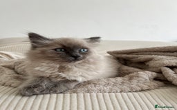 Ragdoll cats for sale: Gorgeous Ragdoll Kittens- 20 weeks old, Ready Now! - Image 6
