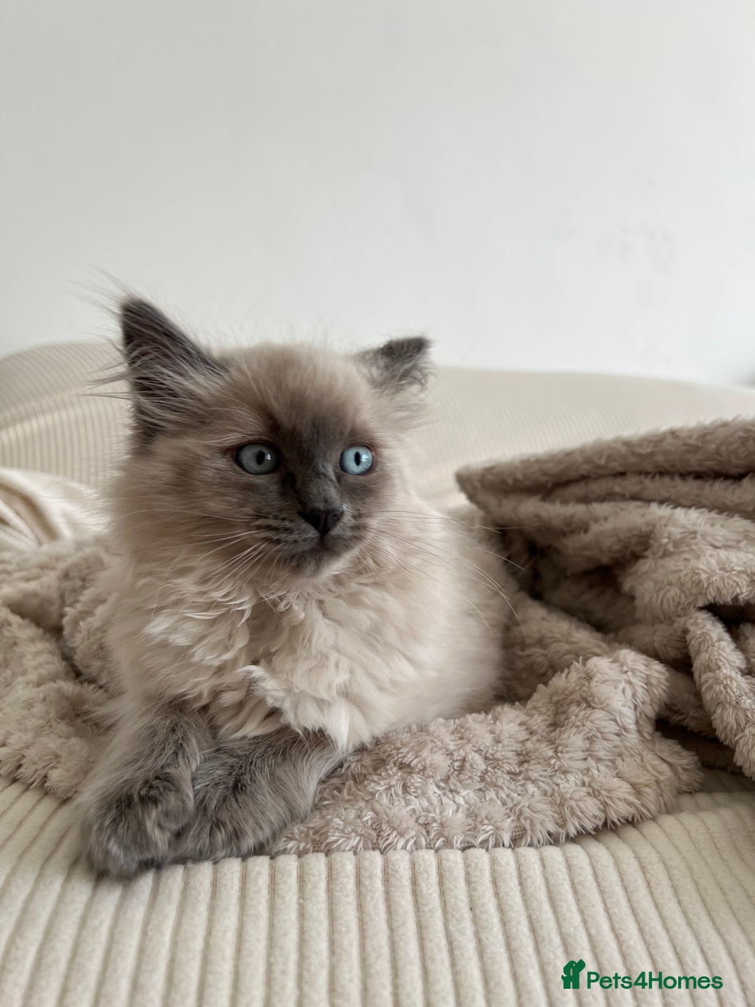 Ragdoll cats for sale: Gorgeous Ragdoll Kittens- 20 weeks old, Ready Now! - Image 6