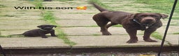 Labrador Retriever dogs for stud: Beautiful Chocolate Lab for stud in Flint - Advert 4