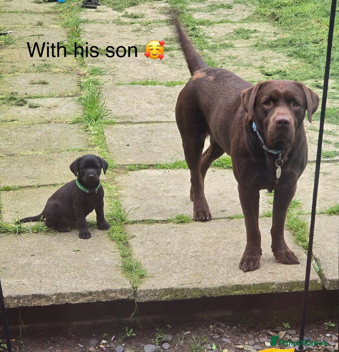 Labrador Retriever dogs for stud: Beautiful Chocolate Lab for stud in Flint - Advert 4