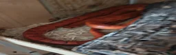 Corn Snake reptiles for sale: A beautiful corn snake in Wellingborough - Advert 2