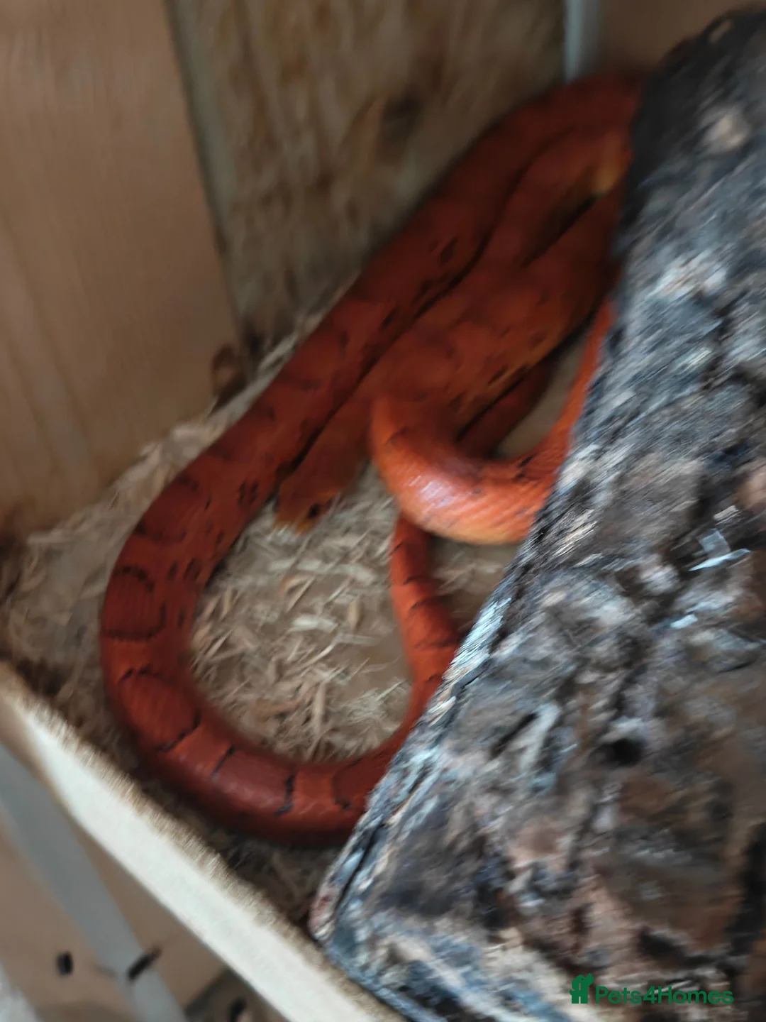 Corn Snake reptiles for sale: A beautiful corn snake in Wellingborough - Advert 2