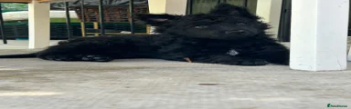 Mudi Puppy 5