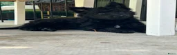 Mudi dogs for sale: KC registered Hungarian Mudi puppies  - Advert 29
