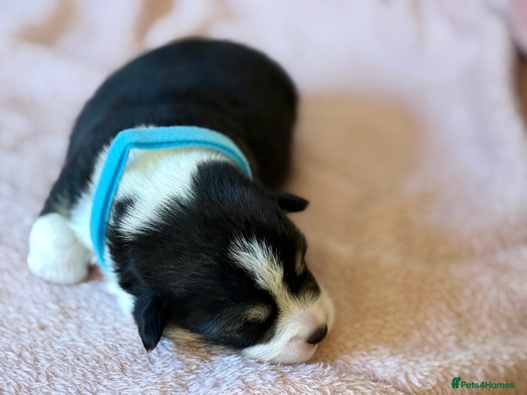 Welsh Corgi Pembroke dogs for sale: Quality Corgi puppies available to loving homes - Image 6