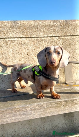 Miniature Dachshund dogs - Advert 14