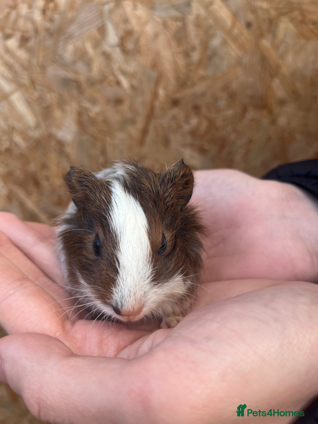 Guinea Pig rodents for sale: Guinea pigs for sale - Advert 5