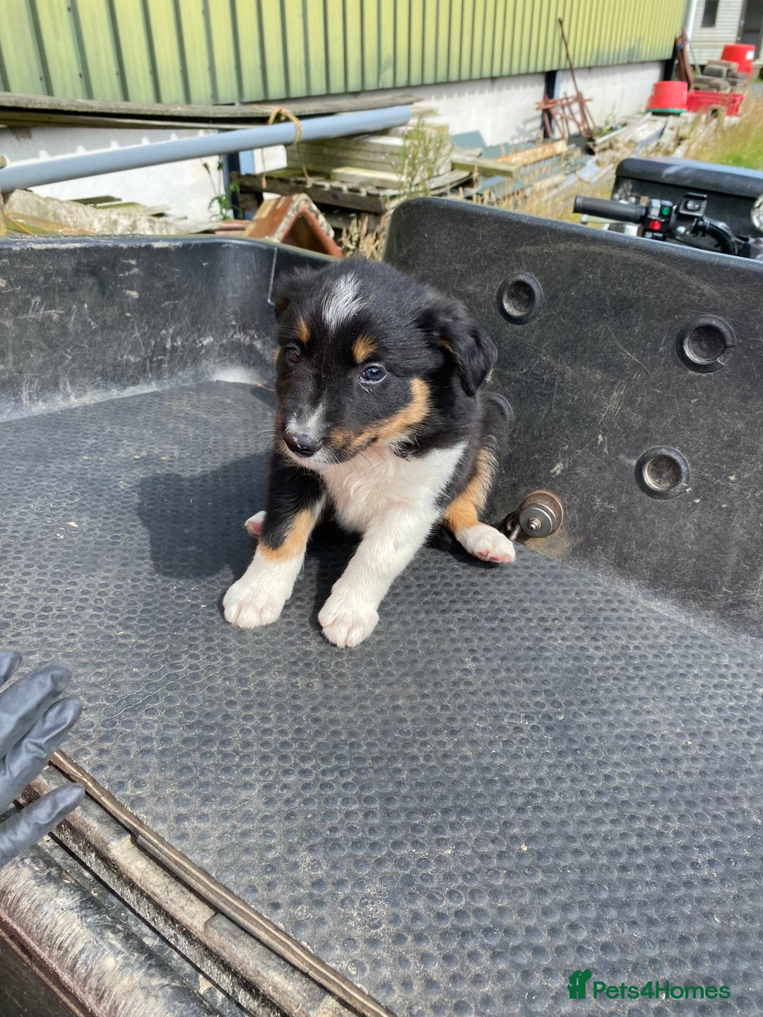 Border Collie dogs for sale: Farm bred border collie pups  - Image 3