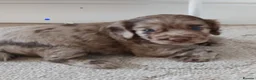 Cocker Spaniel dogs for sale: Cocker spaniels puppies  - Advert 12