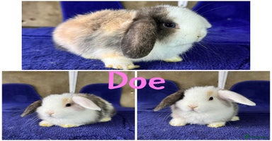 Mini Lop rabbits - Advert 13