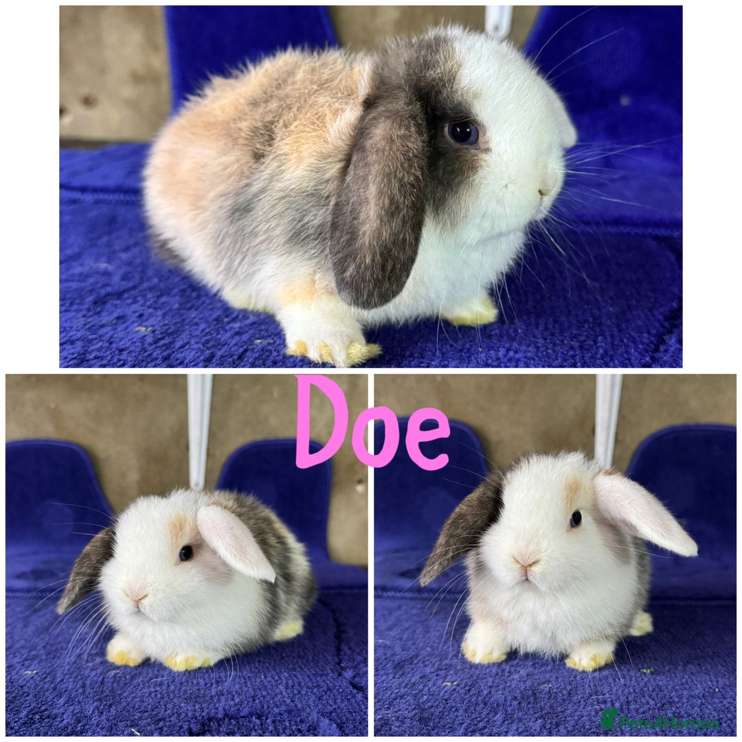 Mini Lop rabbits for sale: Pure breed mini lop  - Image 3