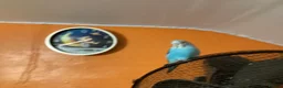 Budgerigars birds for sale: Hand-Tamed Budgerigar for sale in Oldham - Advert 9