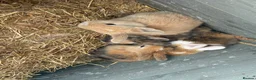 English Lop rabbits for sale: 5 baby rabbits - Advert 2